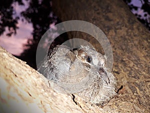 Sick scared baby dove sat on a tree closeup capture of its feathers or wings