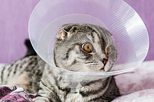 Sick Scottish cat in a plastic protective collar