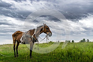 Sick skinny horse in grass field