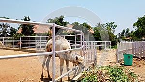 sick Small Camel eating grass in farm