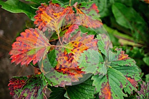 Sick strawberry bushes. Fungal diseases of strawberry leaves. Rust, brown leaf spot, Verticillium wilt