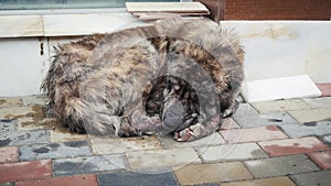 Sick stray dog sleeping on the street. Stray dog with demodicosis