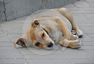 Sick Stray Small Dog Lying On The Asphalt