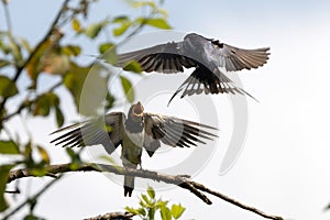 Sick swallow chick waiting for its mother