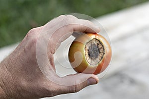 Sick tomato fruit affected by disease vertex rot