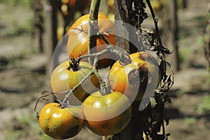 Sick tomatoes in the garden, the vegetables infected with late blight