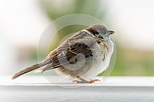 Sick tousled young sparrow in the garden