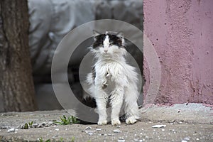 Sick and unhappy street cat