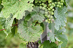 Sick vine grape leaves infected with mildew fungal disease