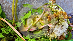 Sick withered crippled yellow dandelion flower but strong in Germany