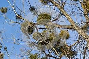 A sick withered tree attacked by mistletoe, viscum. They are woody, obligate hemiparasitic shrubs