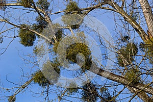 A sick withered tree attacked by mistletoe, viscum. They are woody, obligate hemiparasitic shrubs