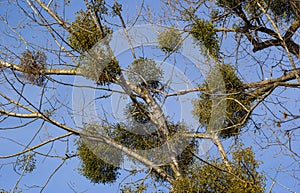 A sick withered tree attacked by mistletoe, viscum. They are woody, obligate hemiparasitic shrubs