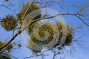 A sick withered tree attacked by mistletoe, viscum. They are woody, obligate hemiparasitic shrubs