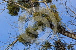 A sick withered tree attacked by mistletoe, viscum. They are woody, obligate hemiparasitic shrubs