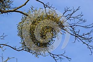 A sick withered tree attacked by mistletoe, viscum. They are woody, obligate hemiparasitic shrubs