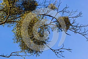 A sick withered tree attacked by mistletoe, viscum. They are woody, obligate hemiparasitic shrubs