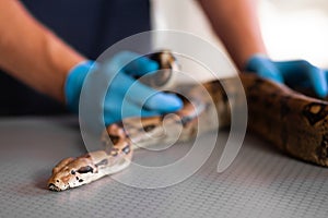 Sick or wounded snake at veterinarian treating exotic pets