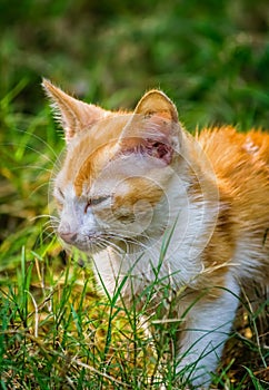 A sick yellow kitten sitting on the grass