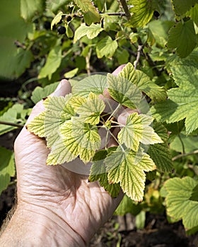 Sick yellow leaves in hand as sing of infectious chlorosis, nutrient deficiency