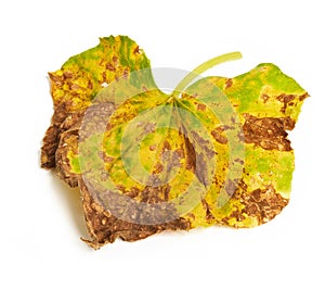 Sick yellowed Cucurbitaceae leaf with signs of necrosis and chlorosis isolated