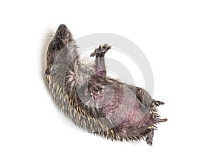 Sick Young European hedgehog in distress, on its back photo