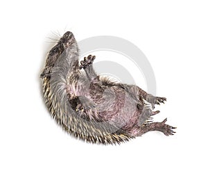 Sick Young European hedgehog in distress, on its back photo
