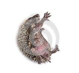 Sick Young European hedgehog in distress, on its back photo