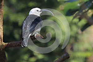 Sickle-billed vanga