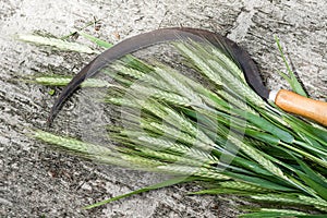 Sickle and ears of corns on the wooden grey background