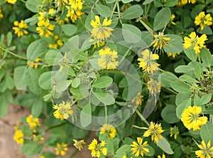 Sickle-fruit fenugreek, Kasuri methi