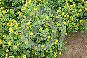 Sickle-fruit fenugreek, Kasuri methi