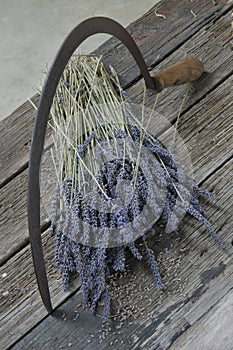 Sickle and Lavender flower flowers agriculture background