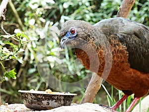 Sickle-wing turkey Chamaepetes goudotii. Ecuador