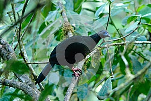 Sickle winged Guan photo