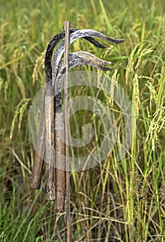 Sickles  for the traditional cutting of rice by hand photo