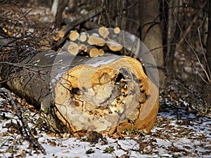 Sickly felled wood of rotten interior with cut parts at the back