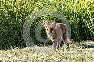 Sickly Red Fox in Public Park