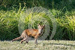 Sickly Red Fox walking in Park