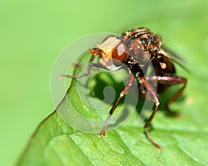 Sicus ferrugineus conopid fly