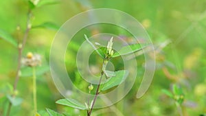 Sida acuta (common wireweed, sidaguri,sidogori) with natural background