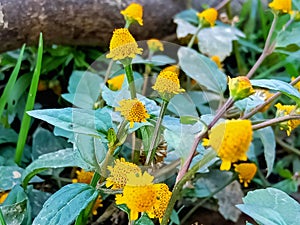 Sida cordifolia beautiful flower image india photo