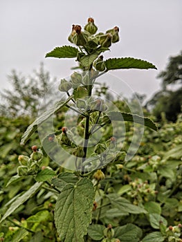 Sida cordifolia wild plant photo