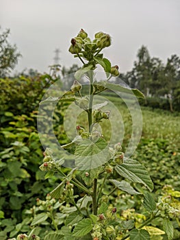 Sida cordifolia wild plant photo