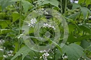 Sida hermaphrodita, known by the common name Virginia fanpetals photo