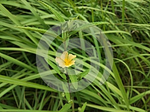 Sida rhombifolia, Sida acuta flower on the field