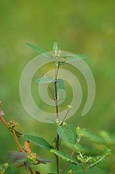 Sida rhombifolia (arrowleaf sida, Malva rhombifolia, rhombus-leaved sida, Paddy\'s lucerne)