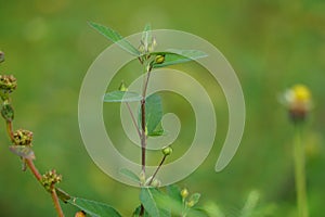 Sida rhombifolia (arrowleaf sida, Malva rhombifolia, rhombus-leaved sida, Paddy\'s lucerne)