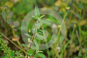 Sida rhombifolia (arrowleaf sida, Malva rhombifolia, rhombus-leaved sida, Paddy\'s lucerne)