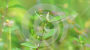 Sida rhombifolia (arrowleaf sida, Malva rhombifolia, rhombus-leaved sida, Paddy's lucerne)